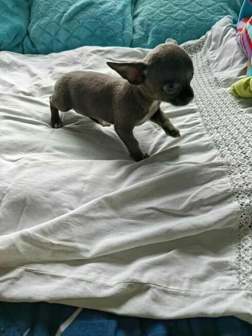 Śliczna szara suczka Chihuahua szuka kochającego domu!