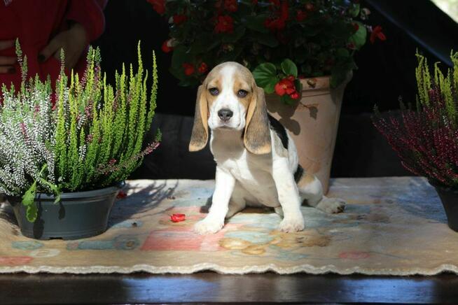 Beagle - szczeniaczki ZKwP po Championie Polski