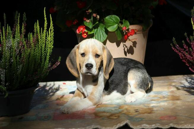 Beagle - szczeniaczki ZKwP po Championie Polski