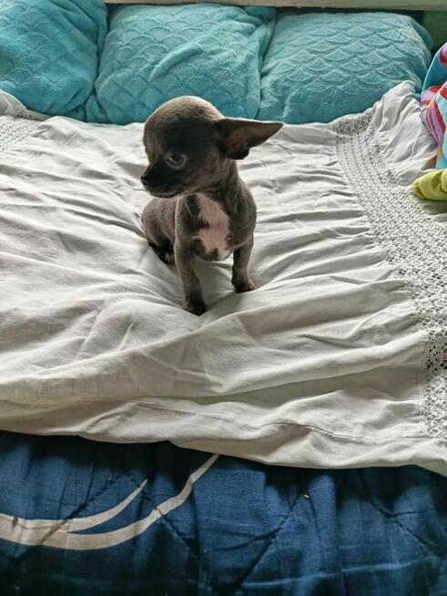 Śliczna szara suczka Chihuahua szuka kochającego domu!