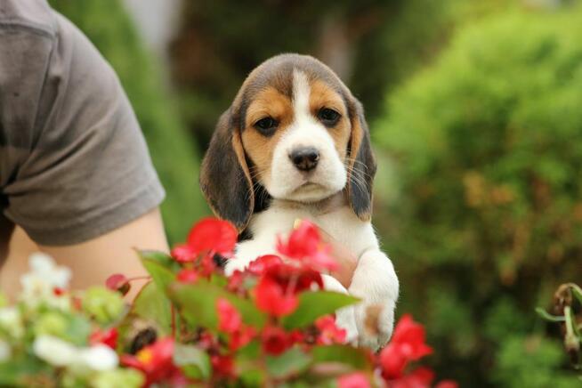 Beagle - szczeniaczki ZKwP po Championie Polski