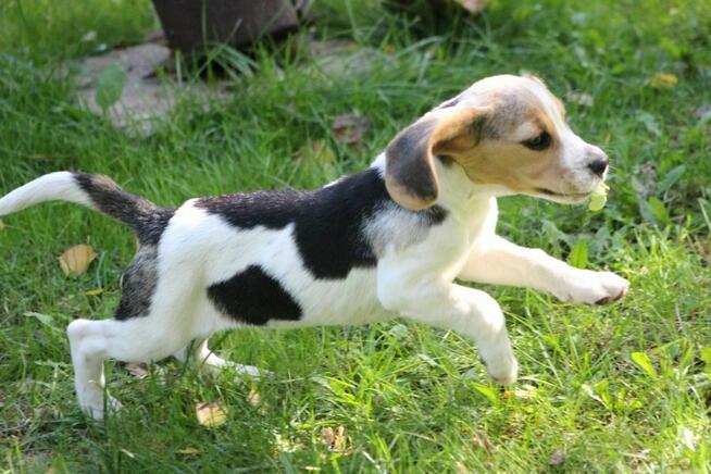 Beagle - szczeniaczki ZKwP po Championie Polski