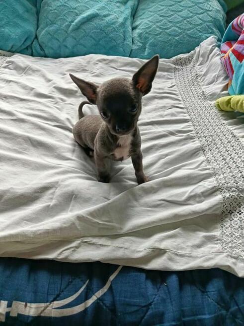 Śliczna szara suczka Chihuahua szuka kochającego domu!