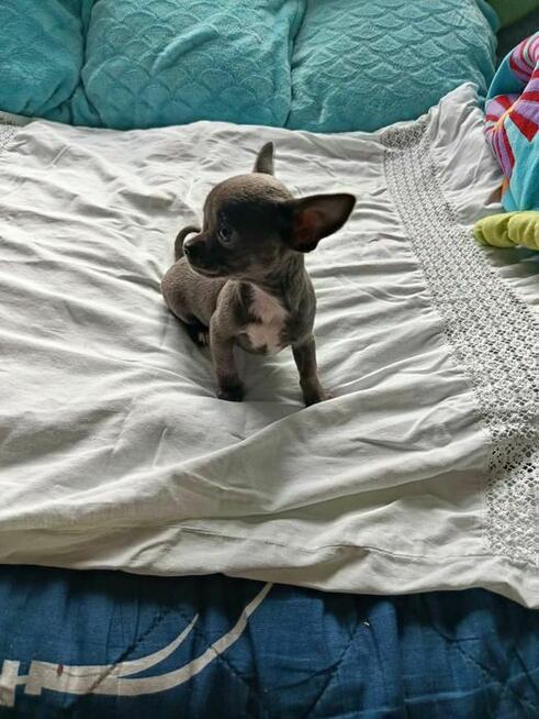 Śliczna szara suczka Chihuahua szuka kochającego domu!