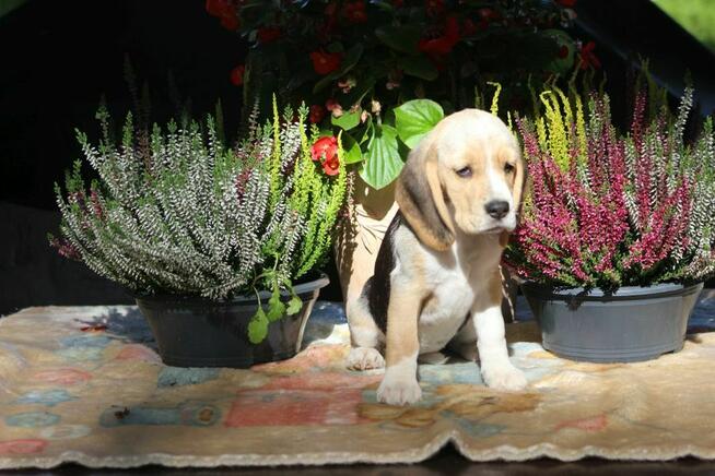 Beagle - szczeniaczki ZKwP po Championie Polski