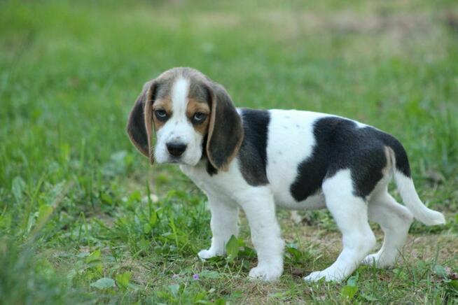 Beagle - szczeniaczki ZKwP po Championie Polski