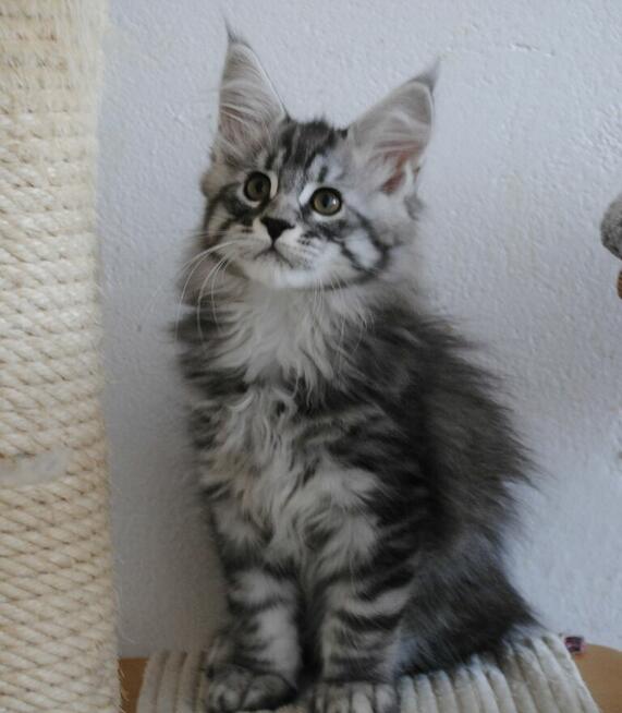 Śliczny i duży kocurek maine coon