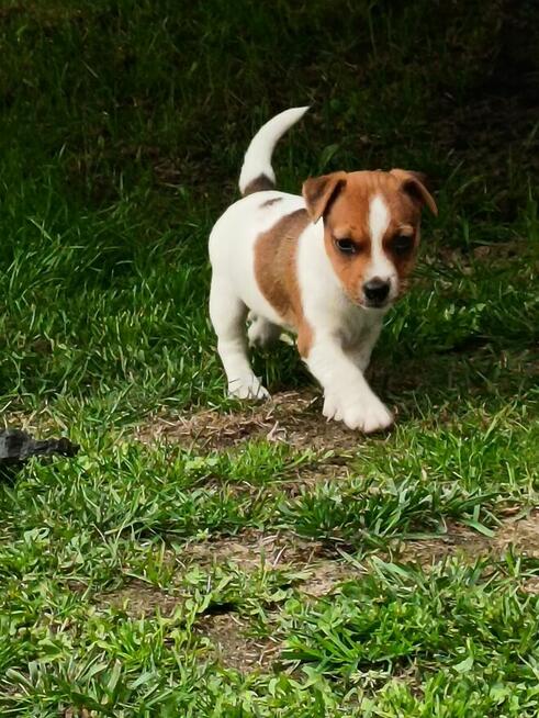 Jack Russell Terrier
