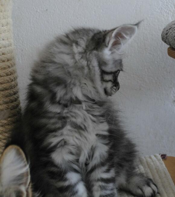 Śliczny i duży kocurek maine coon