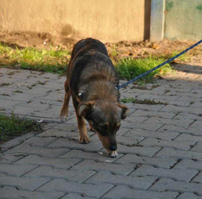 Kapi