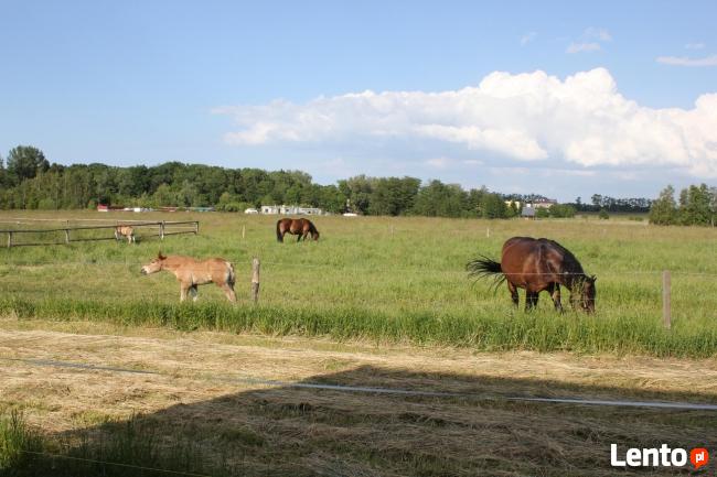 MORSKIE CHATKI Domki do wynajecia