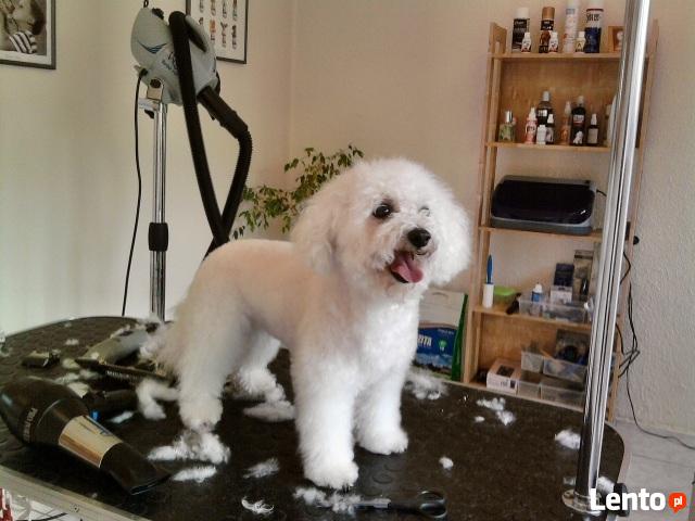 Strzyżenie psów,psa,kota-Kraków Nowa Huta psi