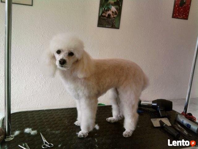 Strzyżenie psów,psa,kota-Kraków Nowa Huta psi