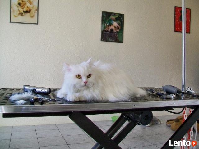 Strzyżenie psów,psa,kota-Kraków Nowa Huta psi