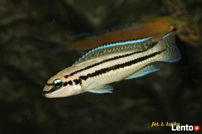 Ryby Tanganika Chalinochromis bifrenatus