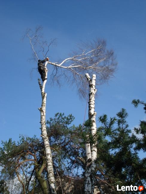 Wycinka drzew Żyrardów i okolice