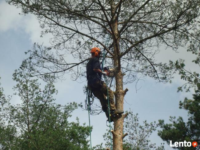 Wycinanie ścinanie obcinanie drzew Ostrów Kalisz Plesze
