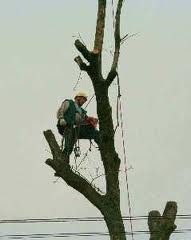 Wycinanie ścinanie obcinanie drzew Ostrów Kalisz Plesze