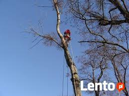 Wycinanie ścinanie obcinanie drzew Ostrów Kalisz Plesze
