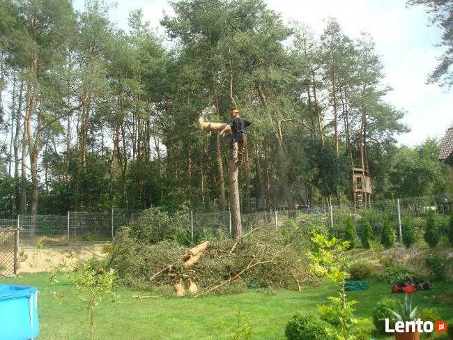Wycinanie ścinanie obcinanie drzew Ostrów Kalisz Plesze