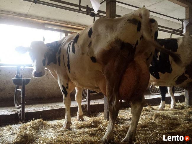 DUŃSKIE KROWY JAŁÓWKI HF zobacz FILM !!!
