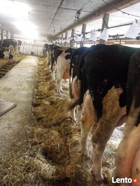 DUŃSKIE KROWY JAŁÓWKI HF zobacz FILM !!!