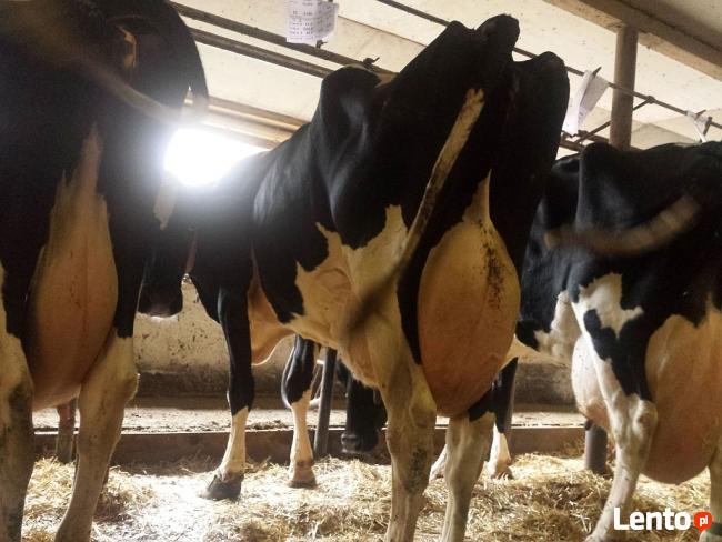 DUŃSKIE KROWY JAŁÓWKI HF zobacz FILM !!!