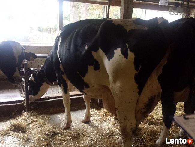 DUŃSKIE KROWY JAŁÓWKI HF zobacz FILM !!!