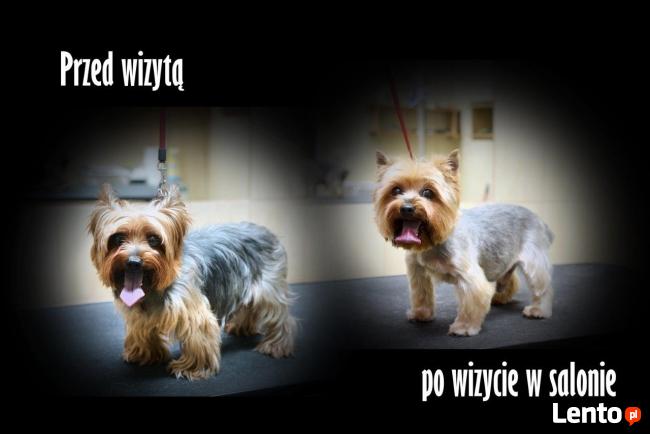 STRZYŻENIE PSÓW SALON DLA PSÓW LUBOŃ K. POZNAŃ