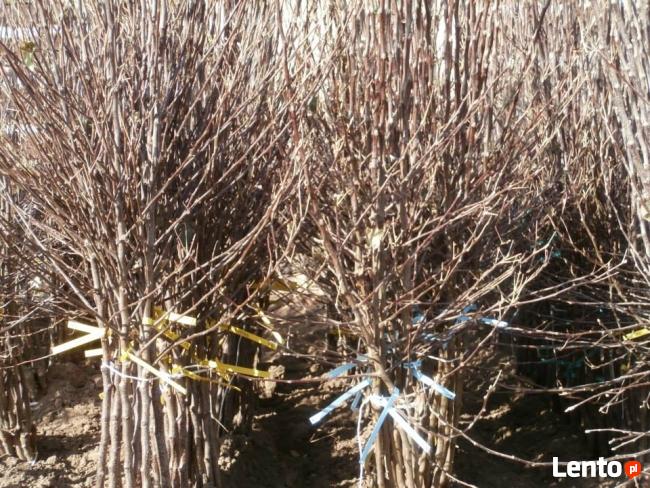 Drzewka Owocowe - Szkółka DANIEL