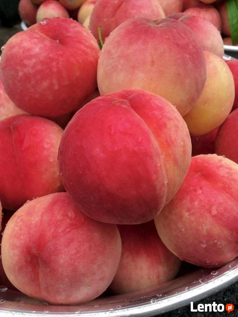 Drzewka Owocowe - Szkółka DANIEL