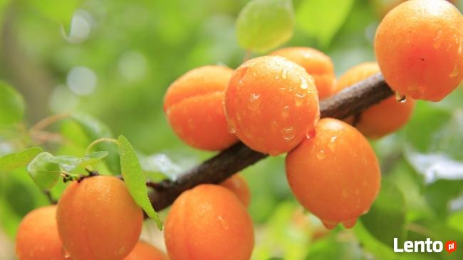 Drzewka Owocowe - Szkółka DANIEL