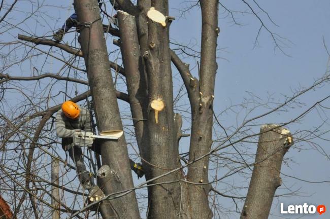 Wycinka Drzew