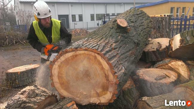 Wycinka Drzew