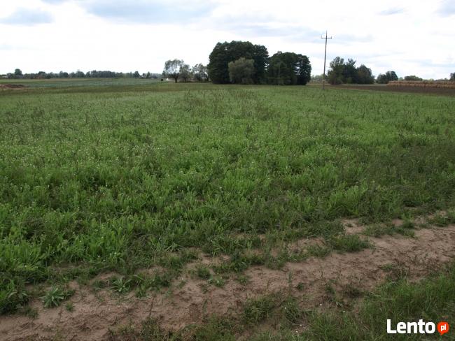 Sprzedam ziemię rolną Drwały koło Wyszogrodu