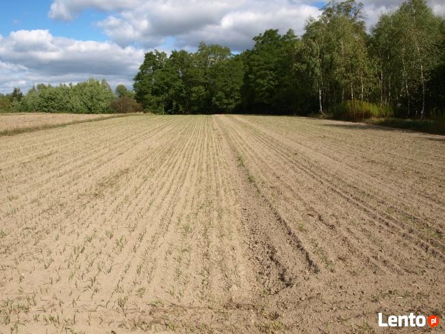 Sprzedam ziemię rolną Drwały koło Wyszogrodu