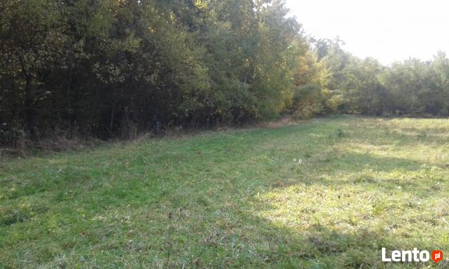 Działka zalesiona w Zagórzanach koło