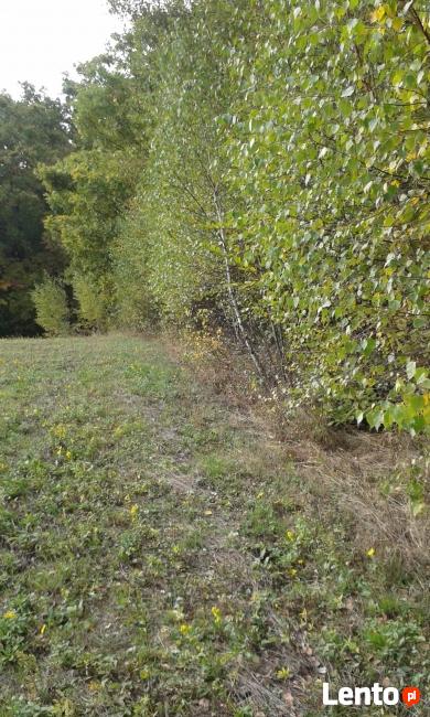 Działka zalesiona w Zagórzanach koło