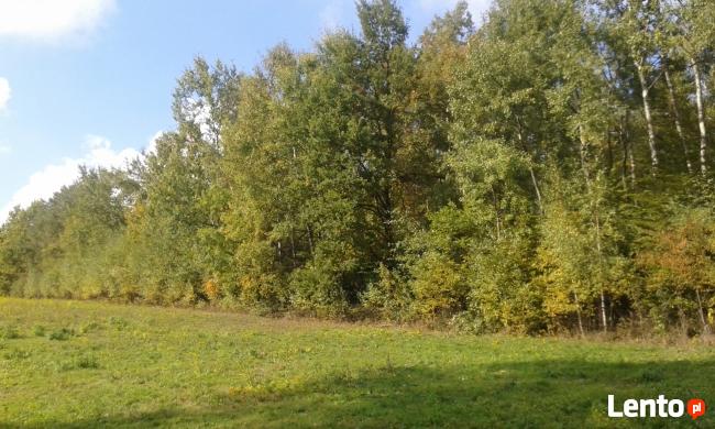 Działka zalesiona w Zagórzanach koło