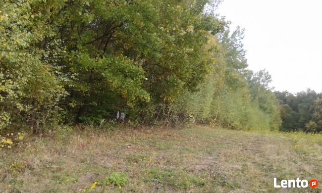 Działka zalesiona w Zagórzanach koło