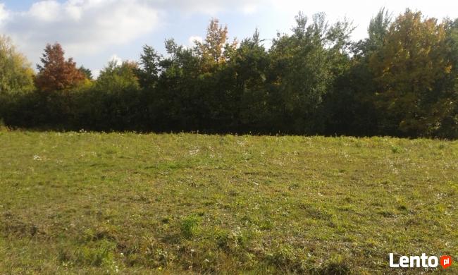 Działka zalesiona w Zagórzanach koło