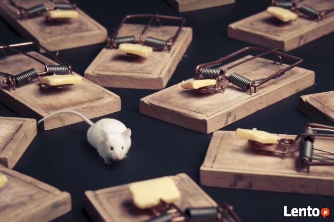 zwalczanie szkodników drewna