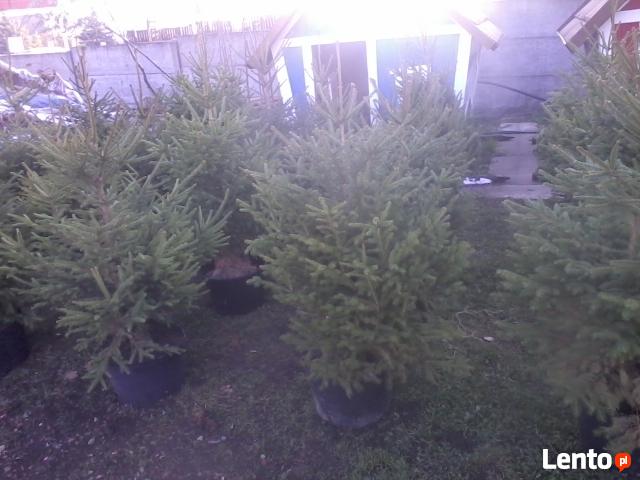 choinki świąteczne- żywe