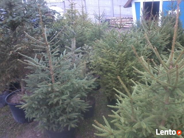 choinki świąteczne- żywe