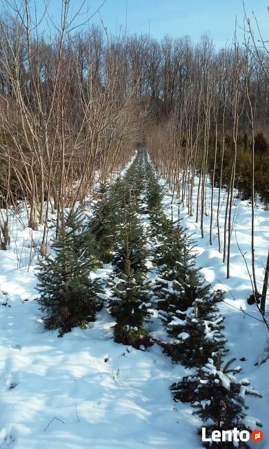 choinki świąteczne- żywe