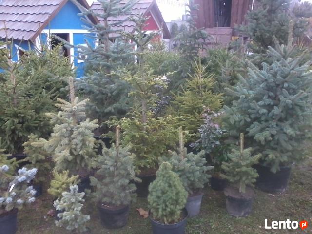 choinki świąteczne- żywe