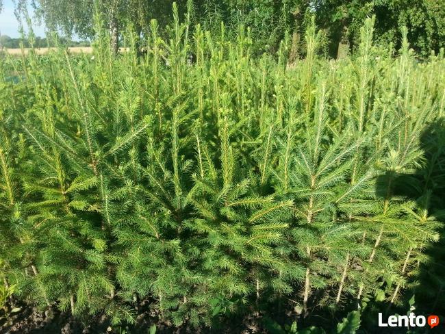 Świerk pospolity 20-40 cm