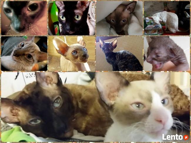 Cornish Rex-kotki z Hodowli Twisted Pets*PL FiFe