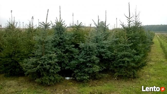 Świerki Pospolity Zwykły SREBRNY CHOINKI do 3 m Mazowieckie