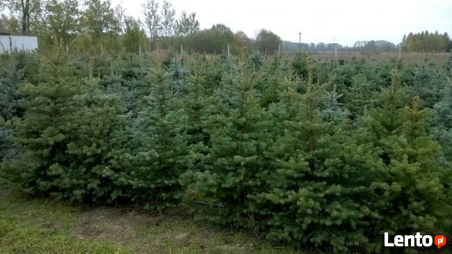 Świerki Pospolity Zwykły SREBRNY CHOINKI do 3 m Mazowieckie